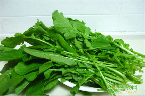 陽臺蘿卜菜的最佳種植方法及注意事項