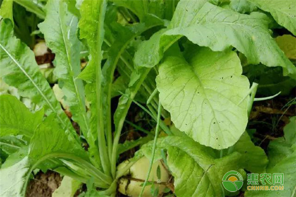 陽臺蘿卜菜的最佳種植方法及注意事項