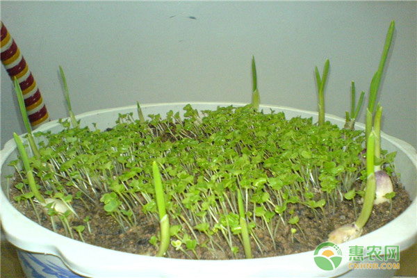陽臺蘿卜菜的最佳種植方法及注意事項
