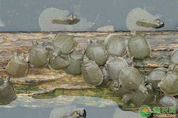 稻田養(yǎng)殖甲魚的方法和注意事項(xiàng)
