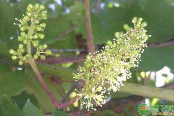葡萄沒有花序
