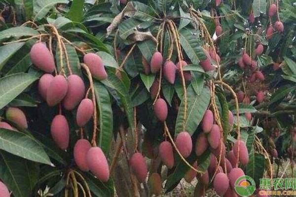 芒果的高产种植管理要点