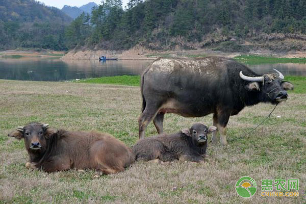 牛口蹄疫病的原因、病症及防治措施