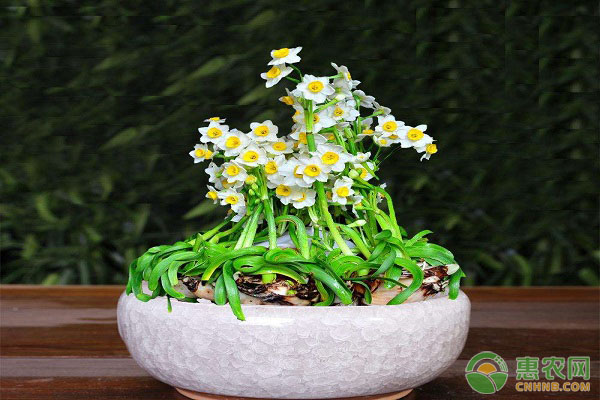 預(yù)防水仙花“啞花”措施
