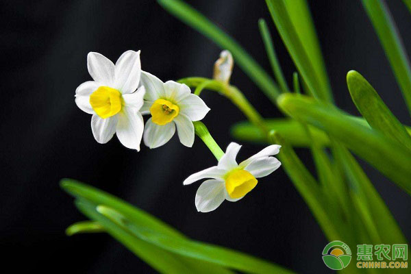 水仙花養(yǎng)護(hù)方法