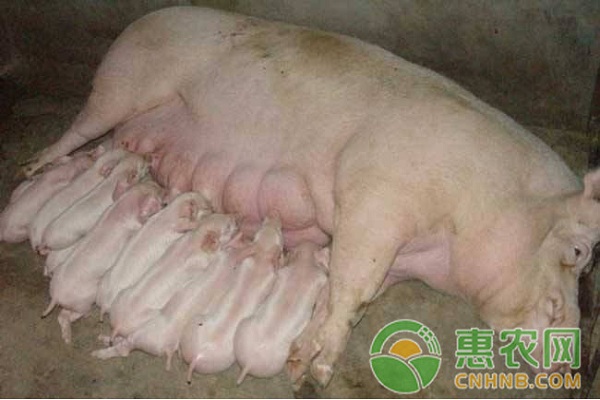 母豬壓死仔豬的原因及預(yù)防措施