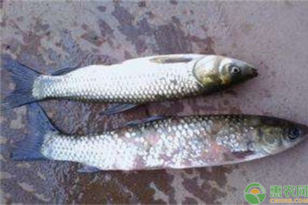 草魚發(fā)病