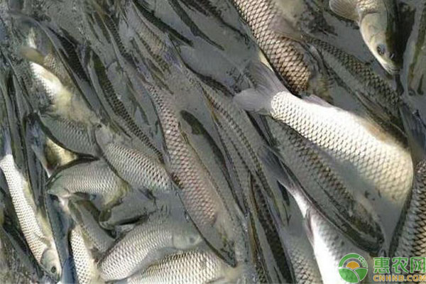 草魚發(fā)病原因