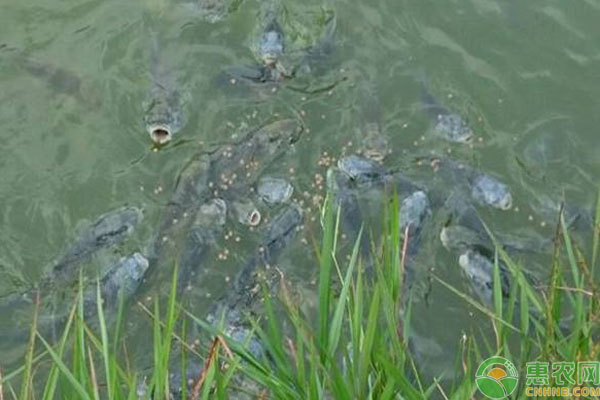 草魚發(fā)病防治措施