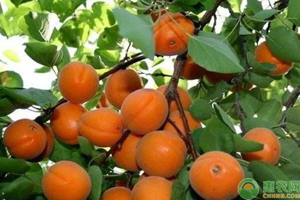 杏樹落花落果防治方法