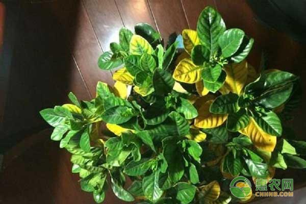 栀子花叶子发黄的原因与解决方法