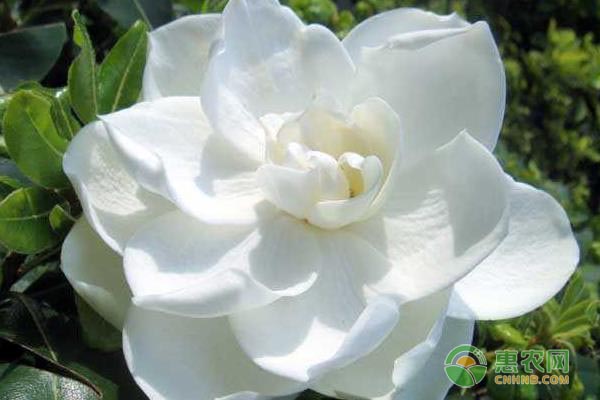 栀子花叶子发黄的原因与解决方法