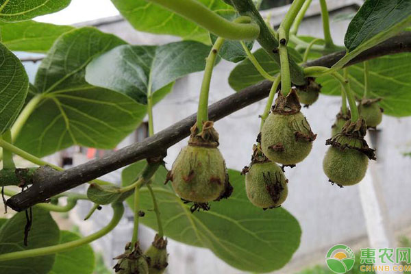 獼猴桃病蟲(chóng)害
