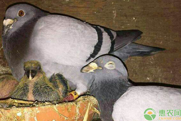 种鸽育雏注意事项