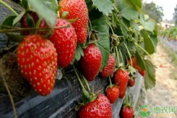 草莓根腐病防治措施