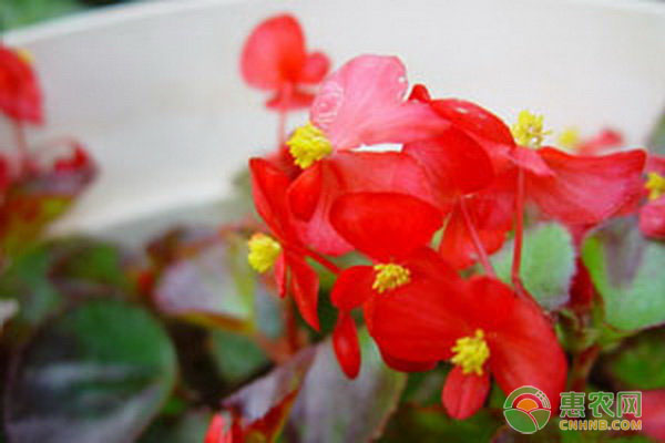 四季海棠是如何修剪的？養(yǎng)四季海棠這幾點不要忽視！