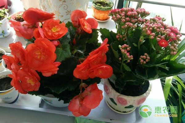 四季海棠是如何修剪的？養(yǎng)四季海棠這幾點不要忽視！