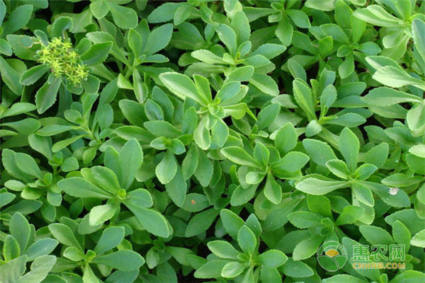 救心菜的種植方法與日常管理