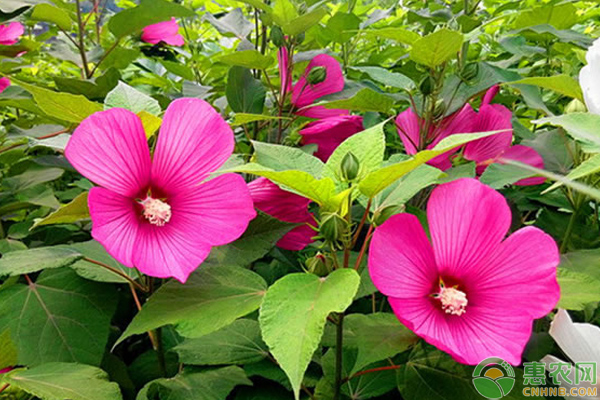 養(yǎng)殖芙蓉葵