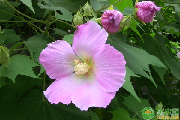 芙蓉葵的養(yǎng)殖方法及養(yǎng)護(hù)要點(diǎn)