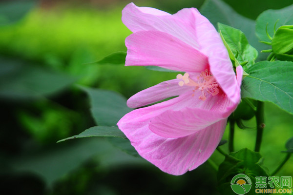 芙蓉葵的養(yǎng)殖方法及養(yǎng)護(hù)要點(diǎn)