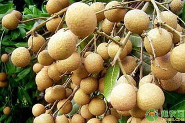 龍眼樹的高產(chǎn)種植要求介紹
