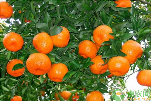 蘆柑種植方法和注意要點(diǎn)