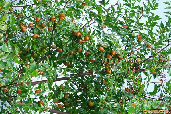 酸棗的播種時(shí)間及種植方法