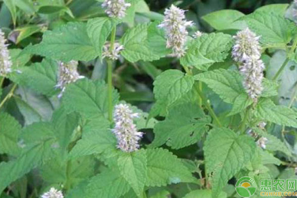藿香種植技術(shù) 