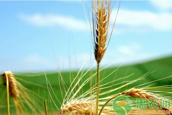 小麥豐產(chǎn)的高效管理技術(shù)要點