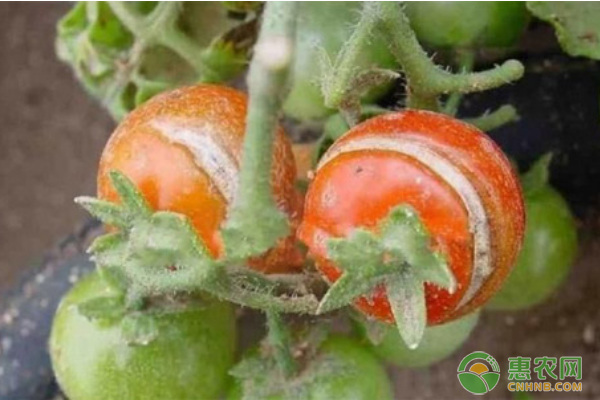 番茄種植過(guò)程中的常見(jiàn)問(wèn)題及防治措施