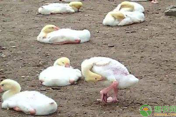 肉鵝軟腳病