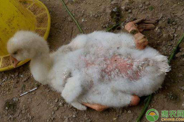 肉鵝軟腳病病因