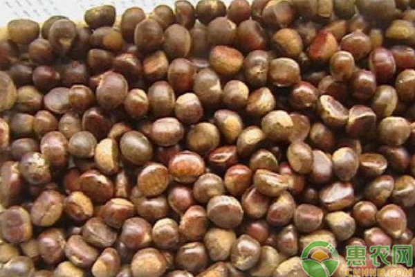 板栗樹的種植方法和注意要點