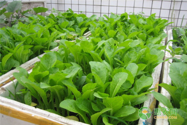 迷迭香的繁殖方法與田間管理