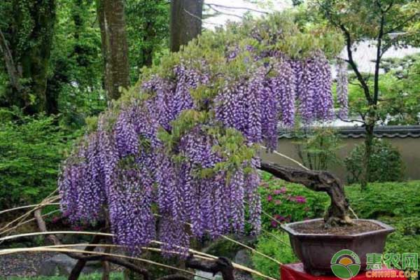 紫藤花種植管理要點(diǎn)