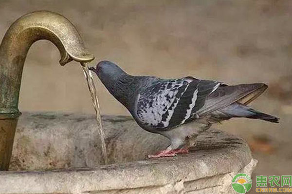 鴿子飲水