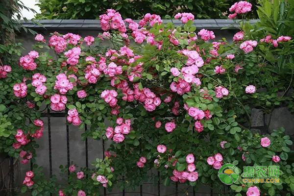 薔薇花不知道如何養(yǎng)？做好這四點(diǎn)是關(guān)鍵！