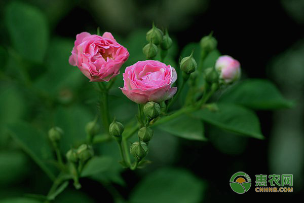薔薇花不知道如何養(yǎng)？做好這四點(diǎn)是關(guān)鍵！
