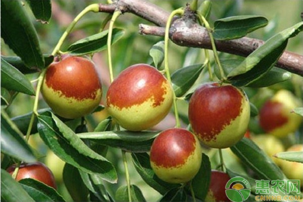 冬棗高效種植管理要點