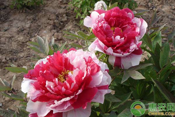 芍藥根想要來年冬天發(fā)芽，可以這樣種！