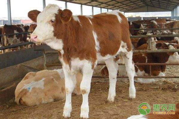 牛中暑的癥狀、預(yù)防措施及治療方法