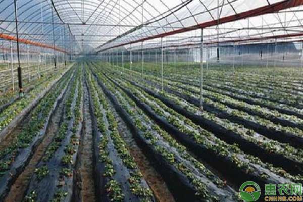 冬瓜種植高產技巧