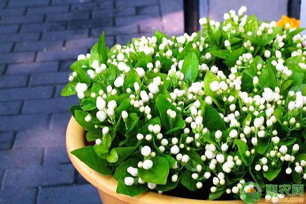 <a href='http://www.iweekee.cn/t/48587.html' class='j-href' target='_blank'><span style='color:#FF8001'>茉莉花養(yǎng)殖</span></a>