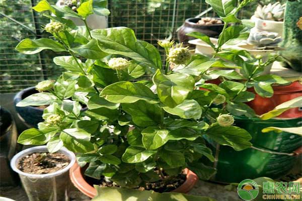 茉莉花養(yǎng)殖方法