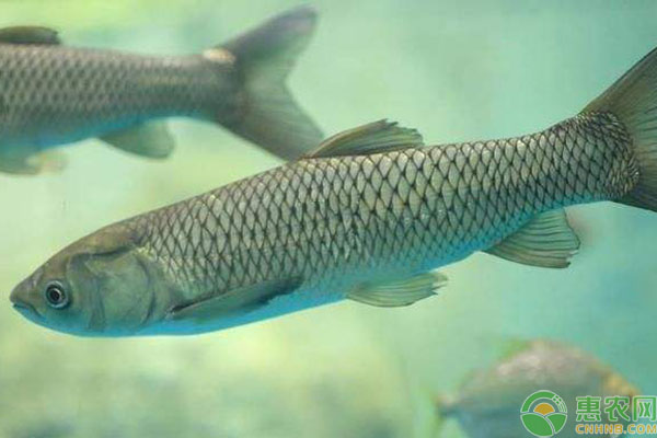 青魚(yú)和草魚(yú)區(qū)別
