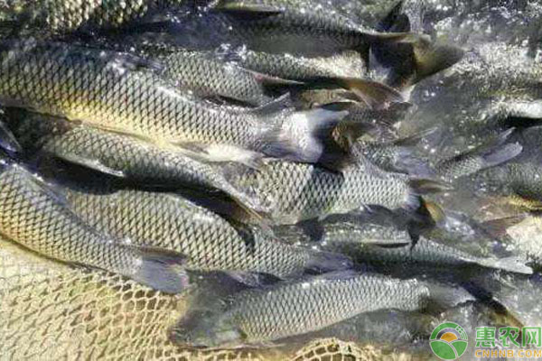 <a href='http://www.iweekee.cn/t/56745.html' class='j-href' target='_blank'><span style='color:#FF8001'>青魚(yú)養(yǎng)殖</span></a>少的原因