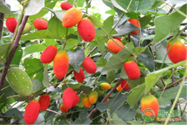 如何種植紅參果？這里有專業(yè)技術(shù)！