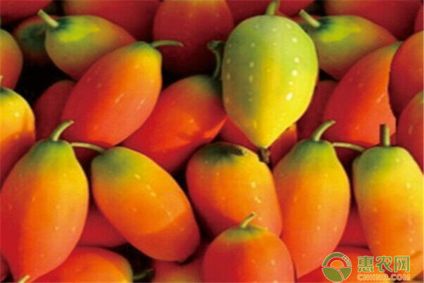 如何種植紅參果？這里有專業(yè)技術(shù)！