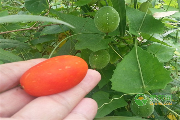 如何種植紅參果？這里有專業(yè)技術(shù)！